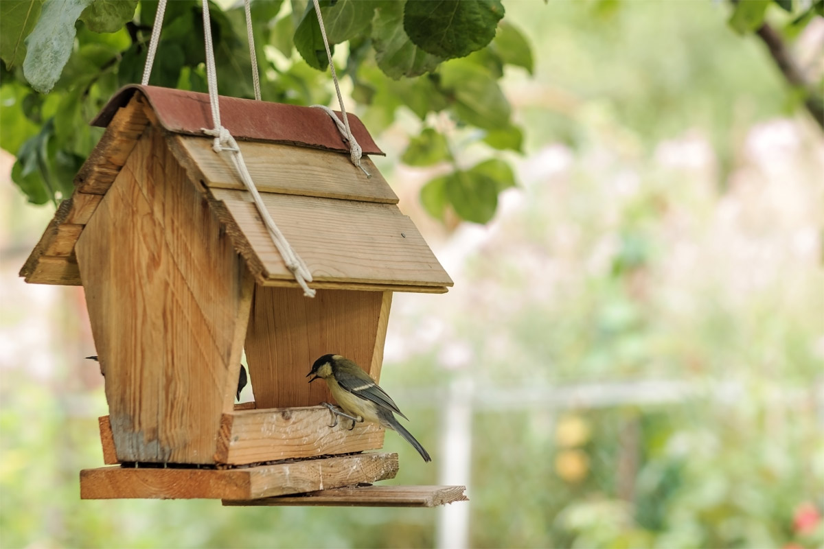 Cómo un comedero pájaros? · Guía DIY -
