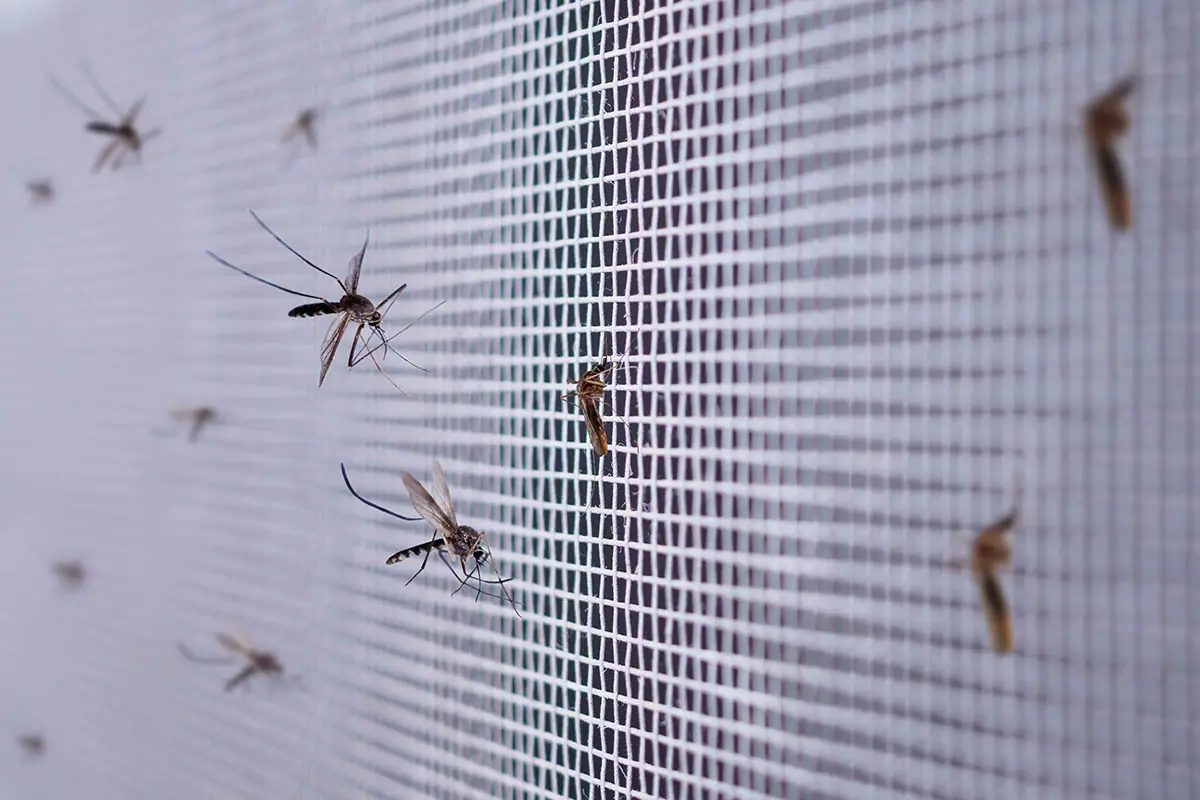 ¿Cómo evitar los mosquitos en casa?